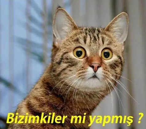 iste-trafodaki-kedi-caps-leri-kedi-caps-trafo-elektrik-1423816.webp
