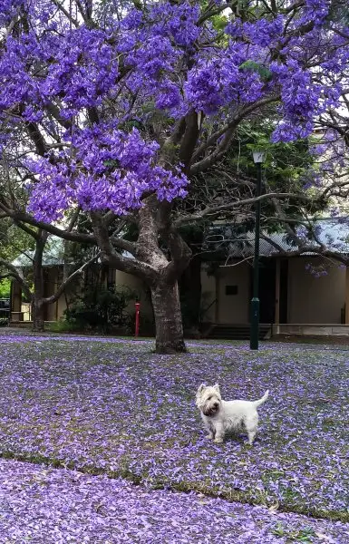 jacaranda-callan-park.webp