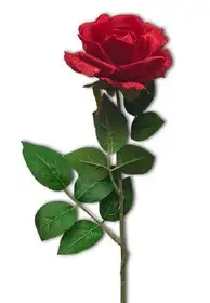 k1 (1).webp