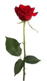 k1 (2).webp
