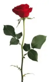 k1 (4).webp