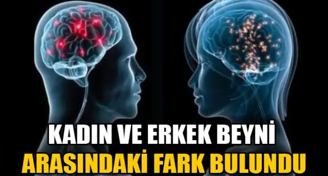 kadin_ve_erkek_beyni_arasindaki_fark_bulundu_h26156.webp