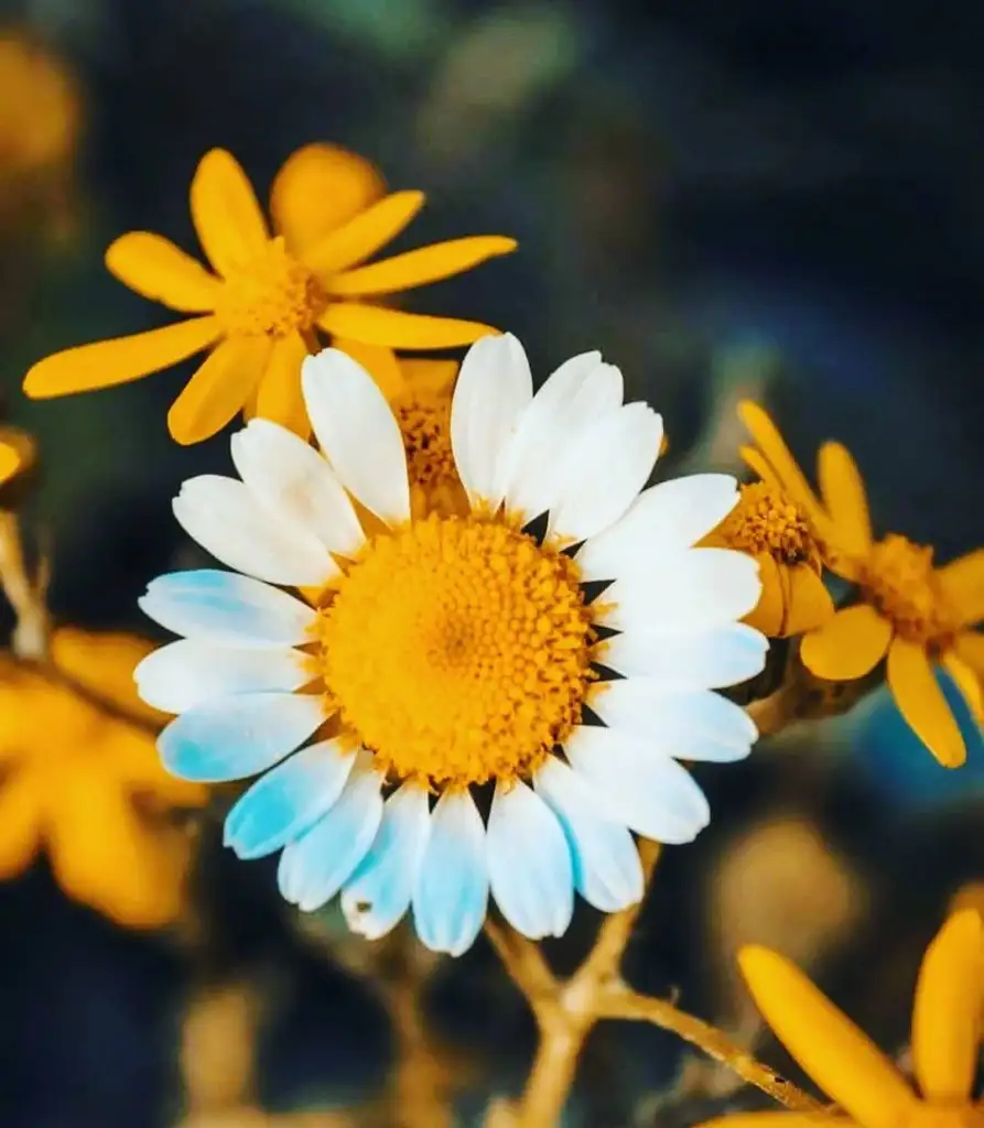 KADİNL (3).webp