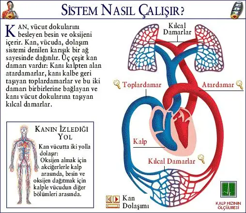 Kan_Dolasimi_Sistemi_Nasil_Calisir.webp