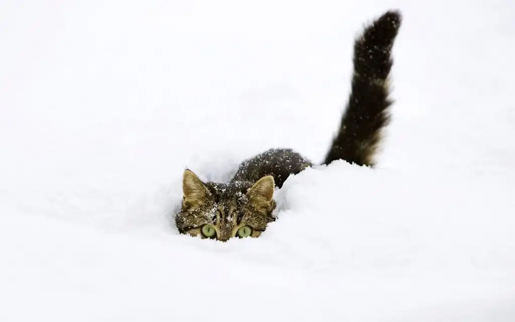 Kar ve kedi.webp