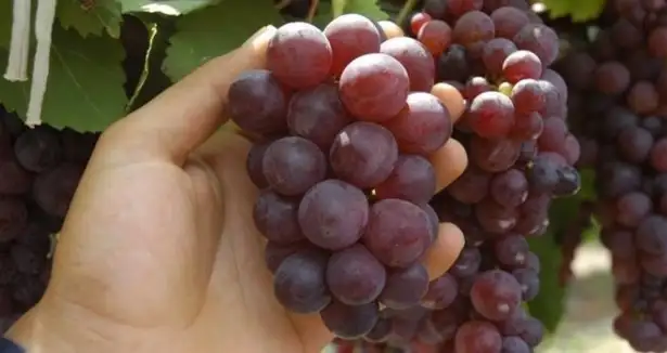 kara_cekirdekli_uzum_faydalari.webp