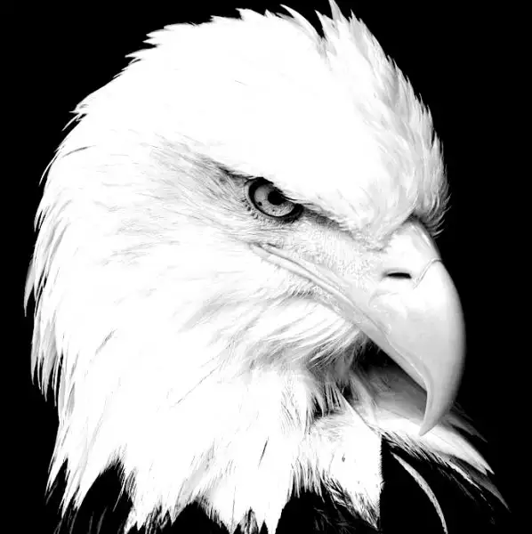 Kartal.webp