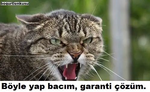 kayn.webp