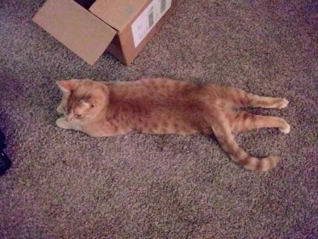 kedi 0 (10).webp