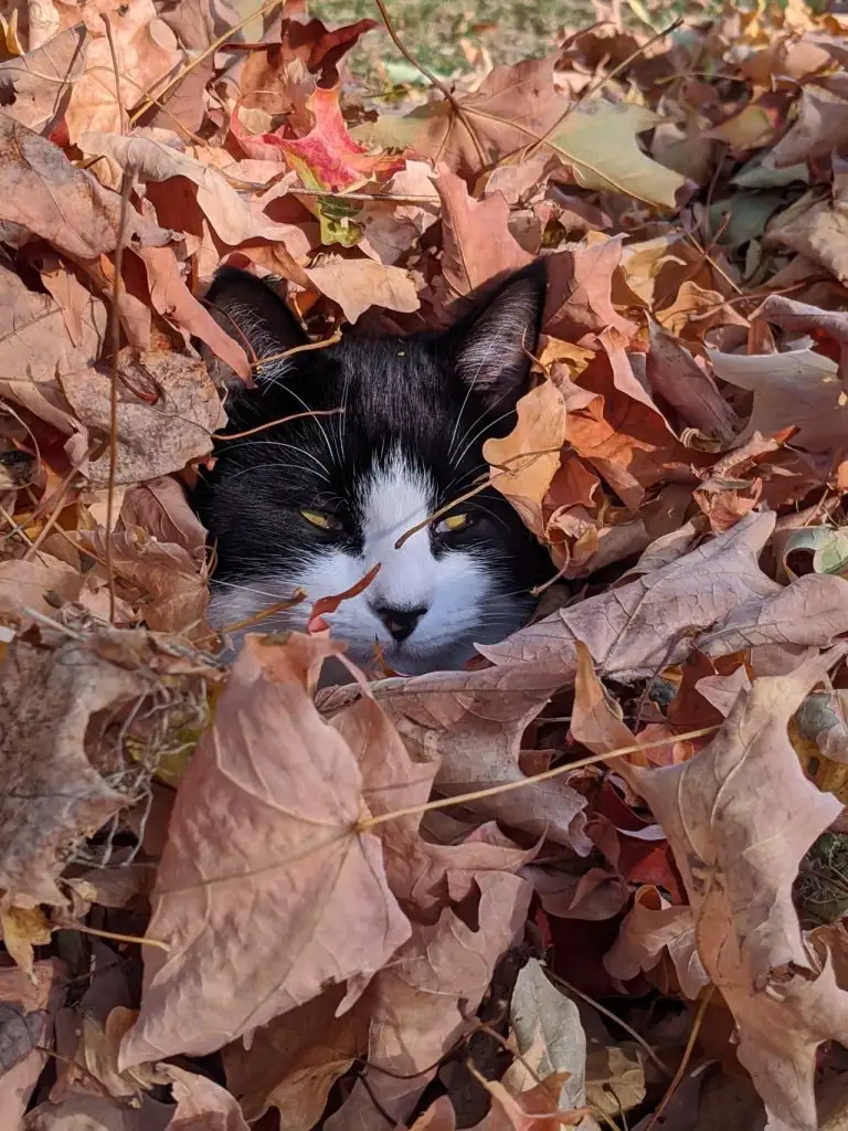 kedi 0 (11).webp