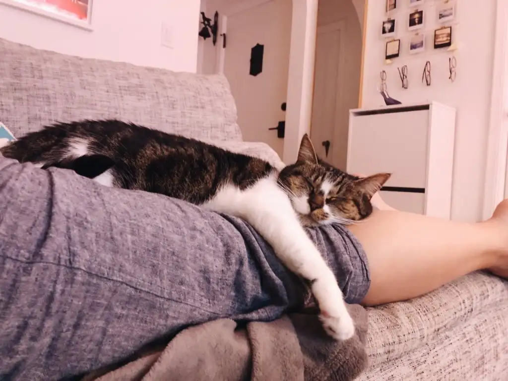 kedi 0 (12).webp