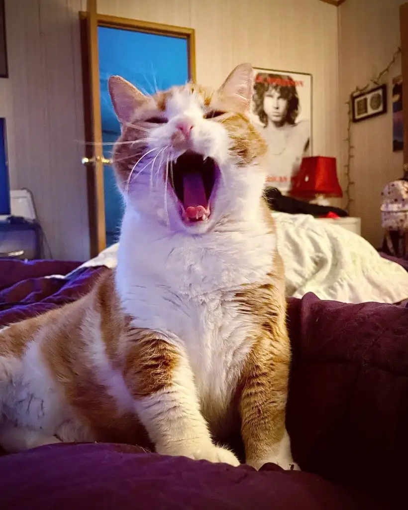 kedi 0 (13).webp