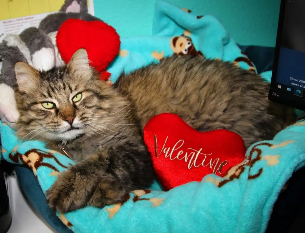 kedi 0 (14).webp