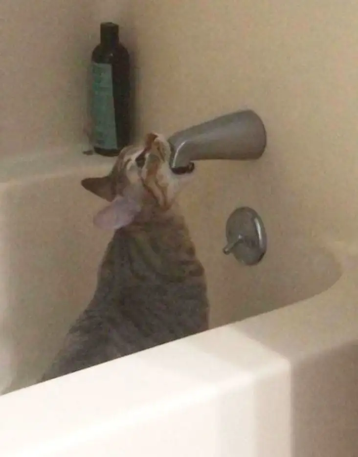 kedi 0 (16).webp