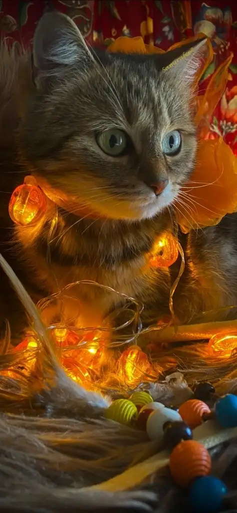 kedi 0 (18).webp