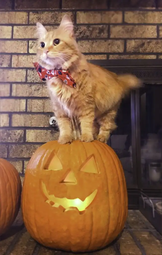 kedi 0 (19).webp