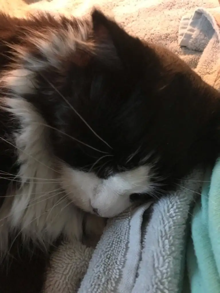 kedi 0 (2).webp