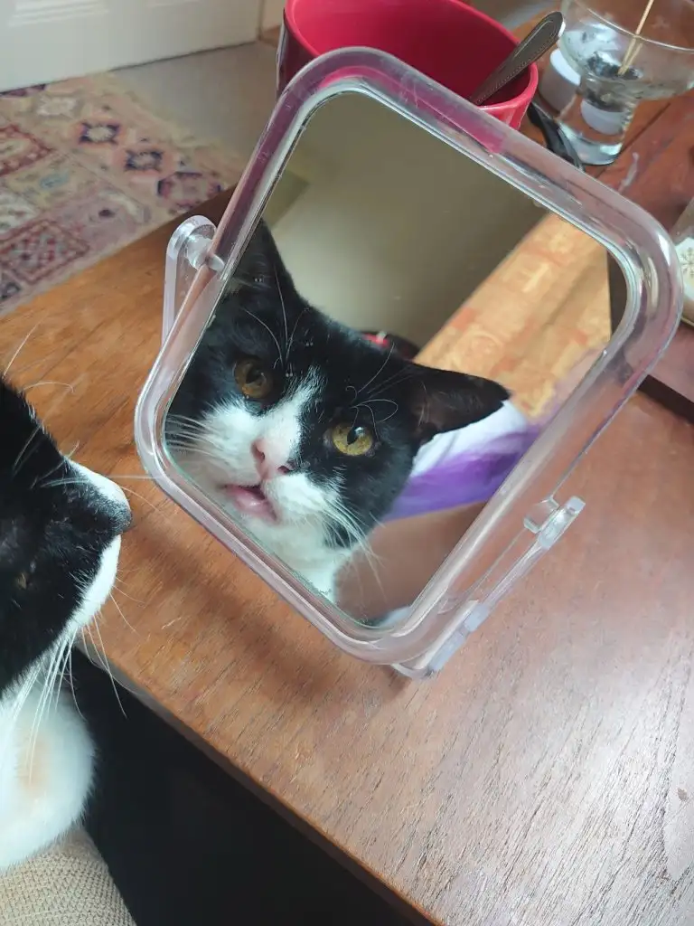 kedi 0 (21).webp
