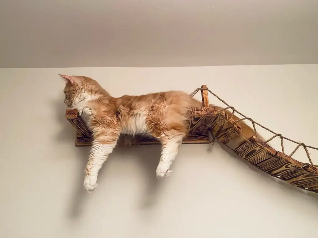 kedi 0 (22).webp
