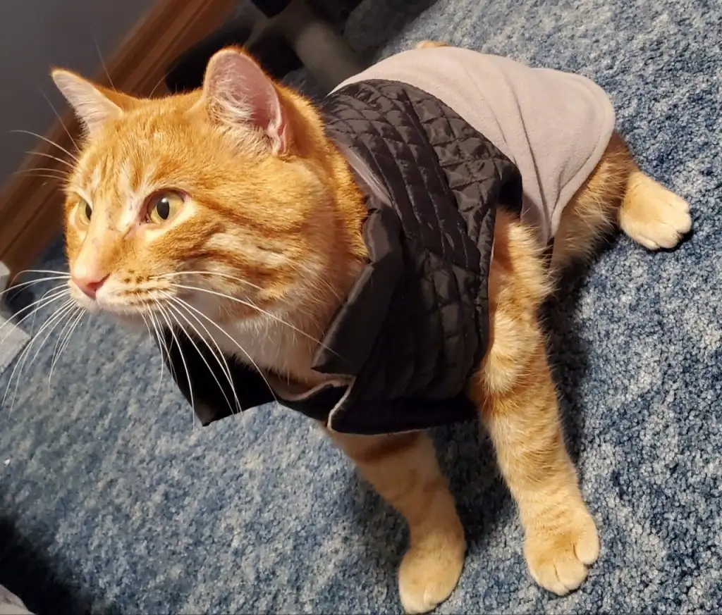 kedi 0 (23).webp