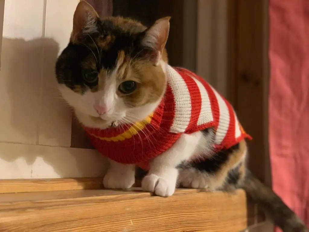 kedi 0 (24).webp