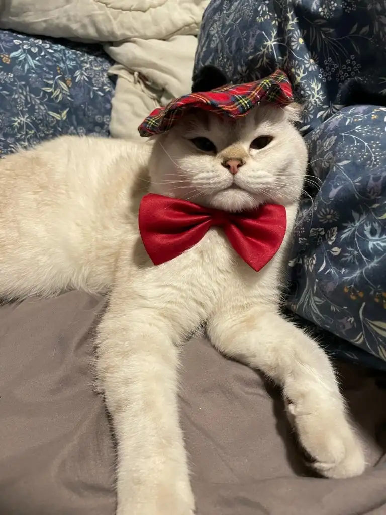 kedi 0 (25).webp