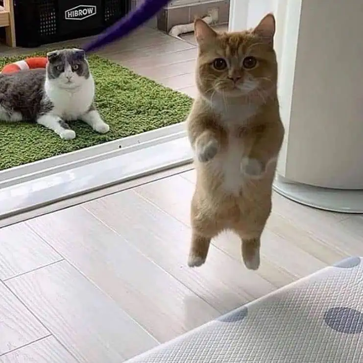 kedi 0 (26).webp