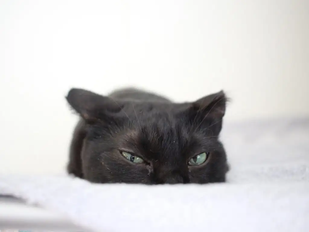 kedi 0 (27).webp