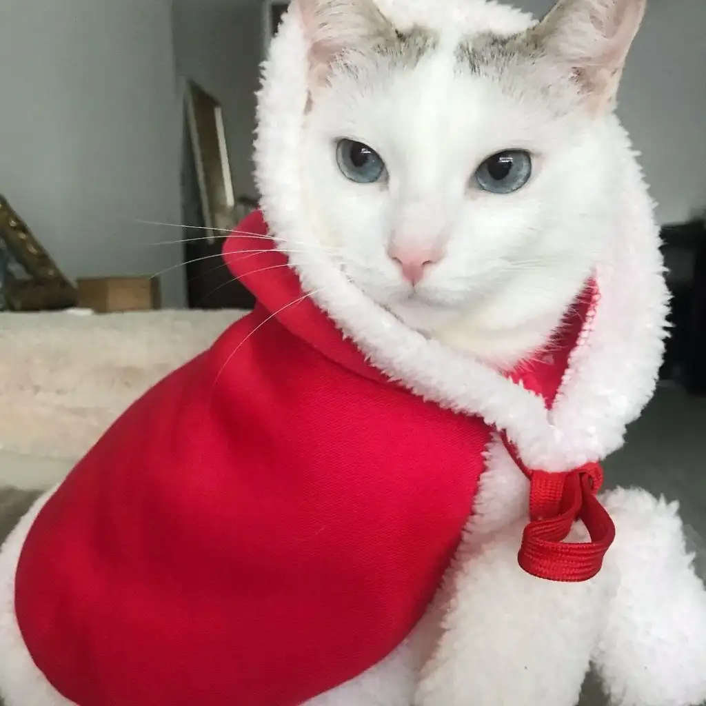kedi 0 (28).webp