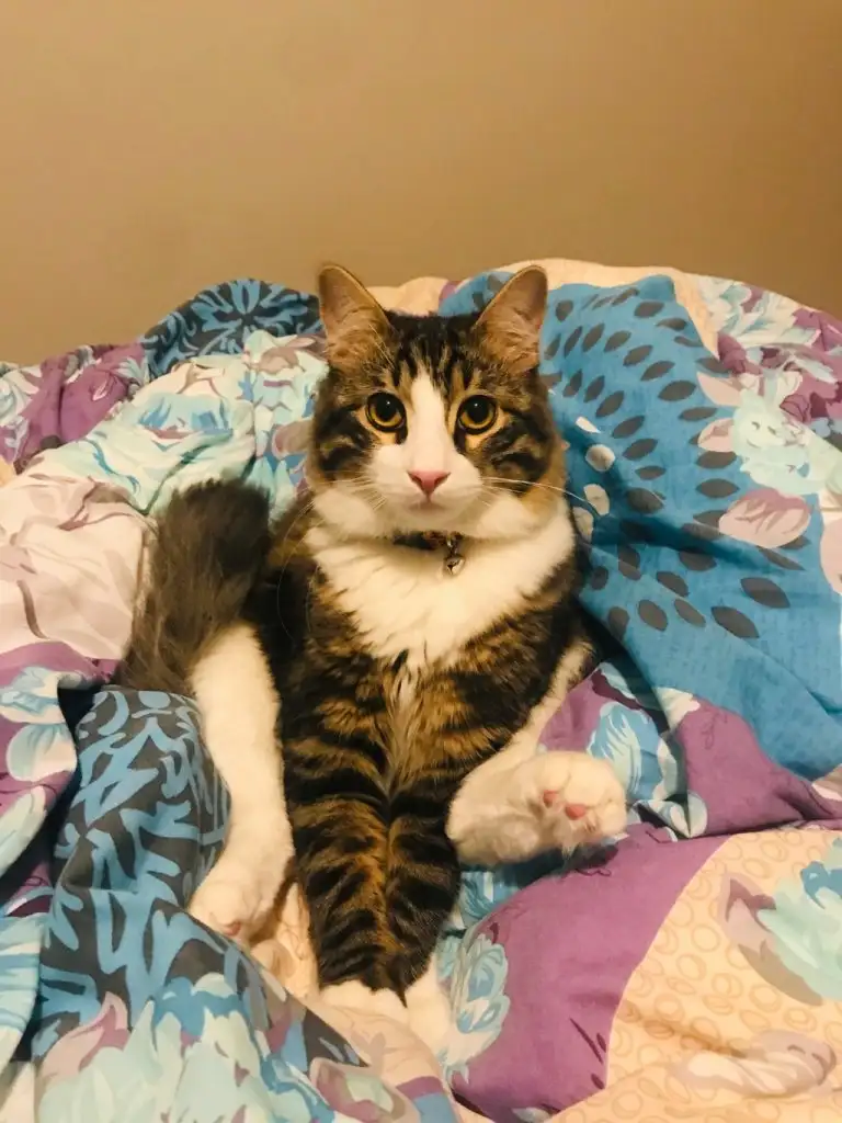 kedi 0 (29).jpg