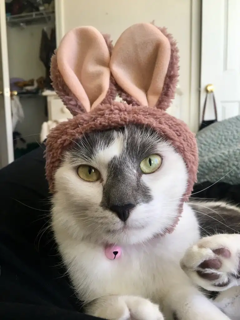 kedi 0 (30).webp