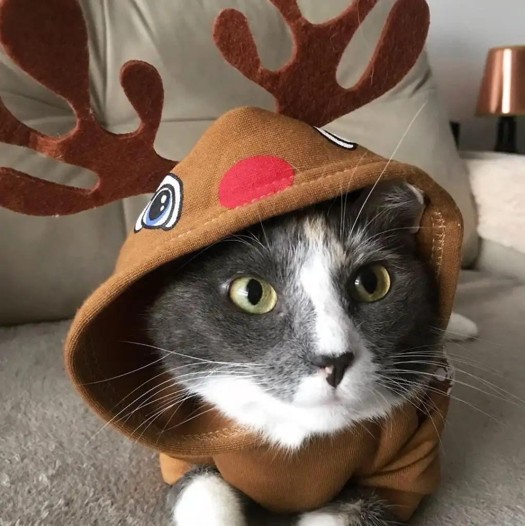 kedi 0 (31).webp