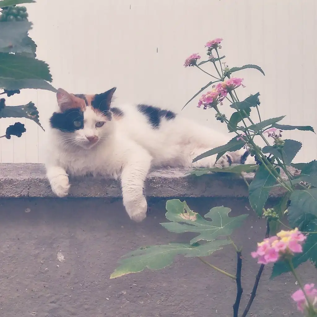 kedi 0 (33).webp