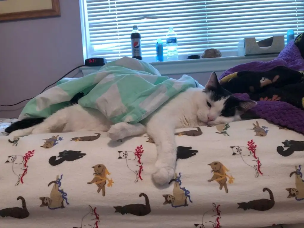 kedi 0 (34).webp