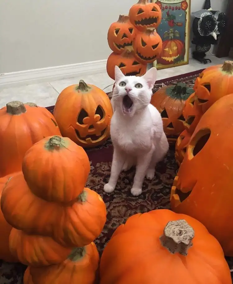 kedi 0 (37).webp