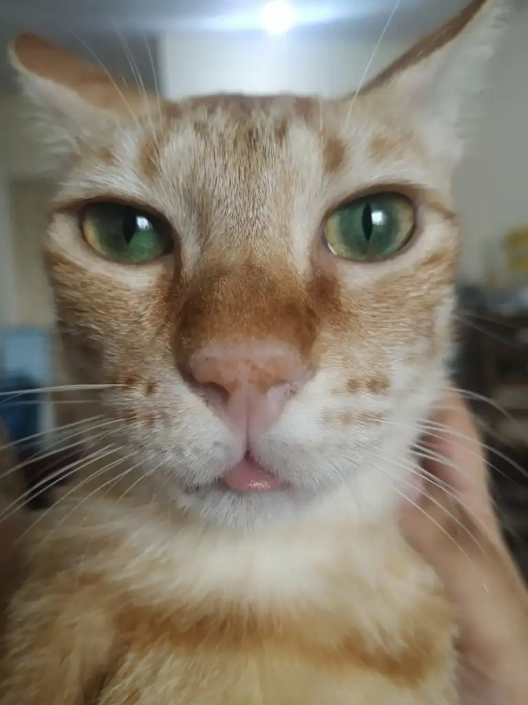 kedi 0 (39).webp