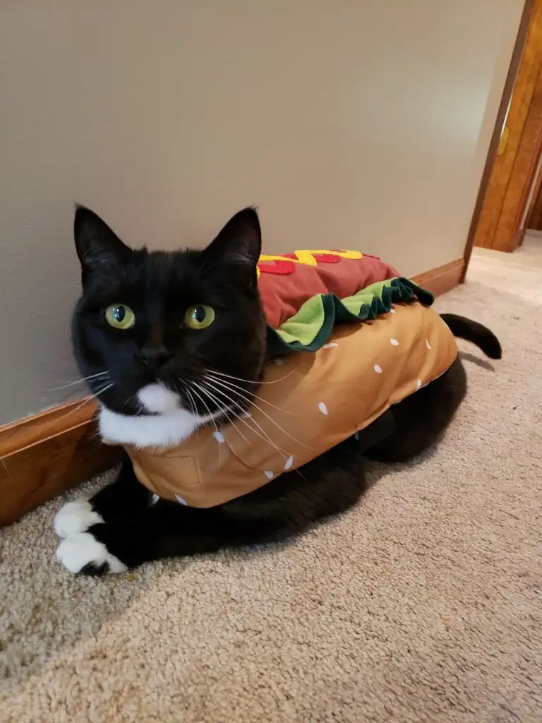 kedi 0 (4).webp