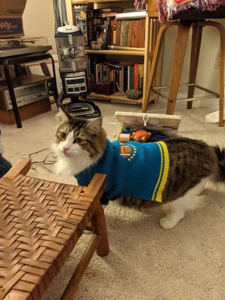 kedi 0 (6).webp