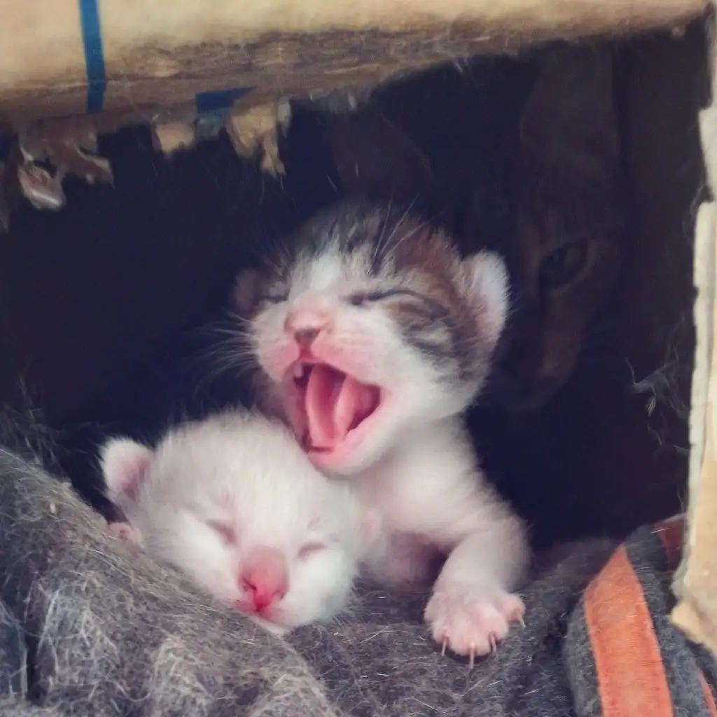 kedi 0 (8).webp