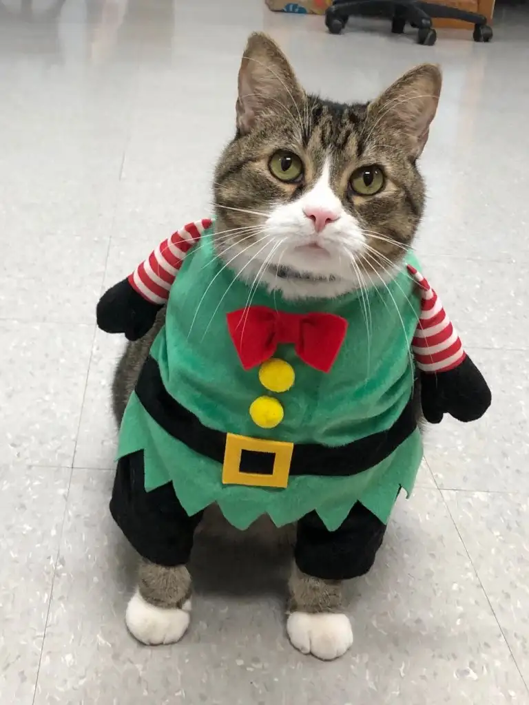kedi 0 (9).webp