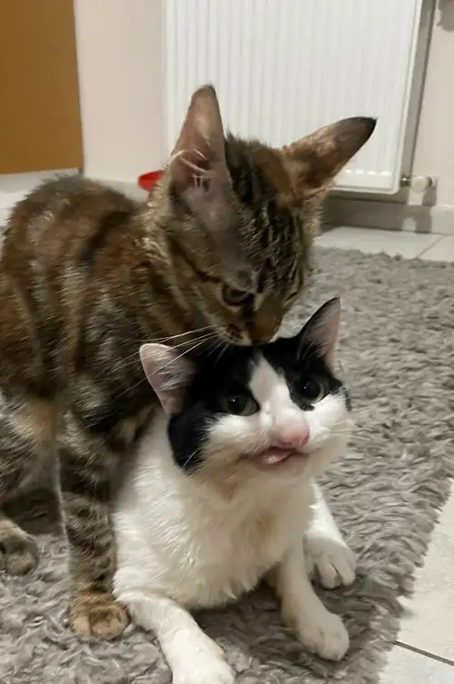 kedi 1 (1).webp