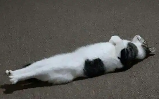 kedi 1 (11).webp