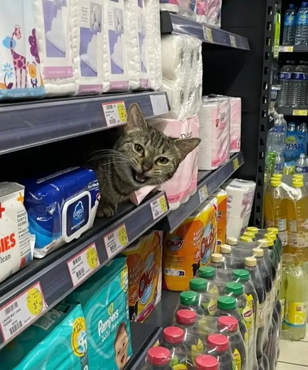 kedi 1 (2).webp