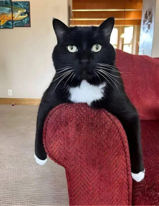 kedi 1 (6).webp