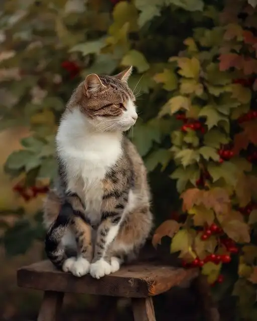 kedi 1 (7).webp