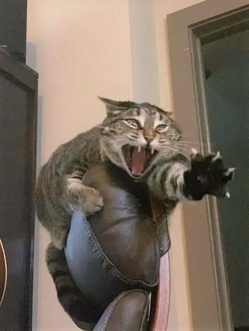 kedi (1).webp