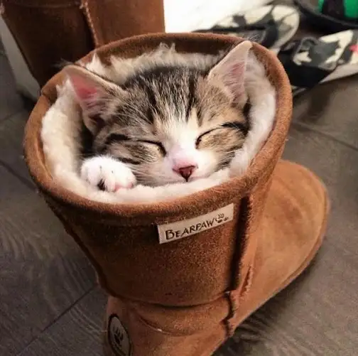 kedi (1).webp