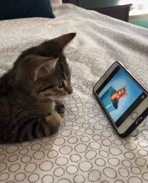 kedi (11).webp