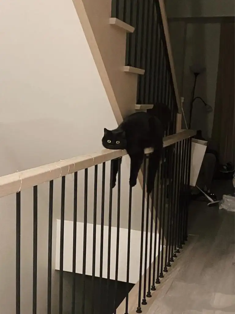 kedi (12).webp