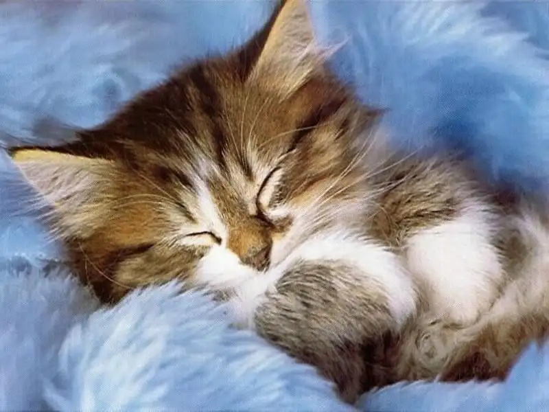 kedi-124.webp